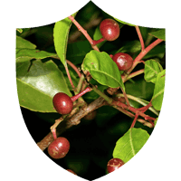 Prosta Defend Ingredients