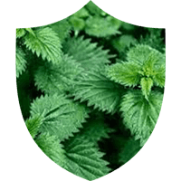 Prosta Defend Ingredients